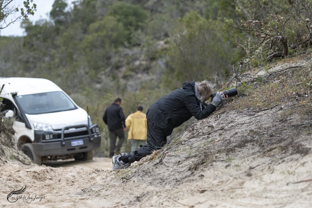 Photographing Tiny Zebra Orchids - Mel Zappelli
