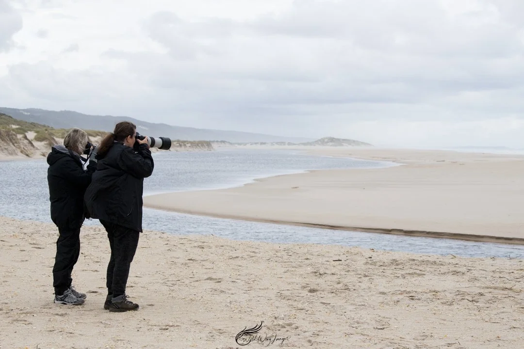 Guests Photographing Sea Birds - Mel Zappelli