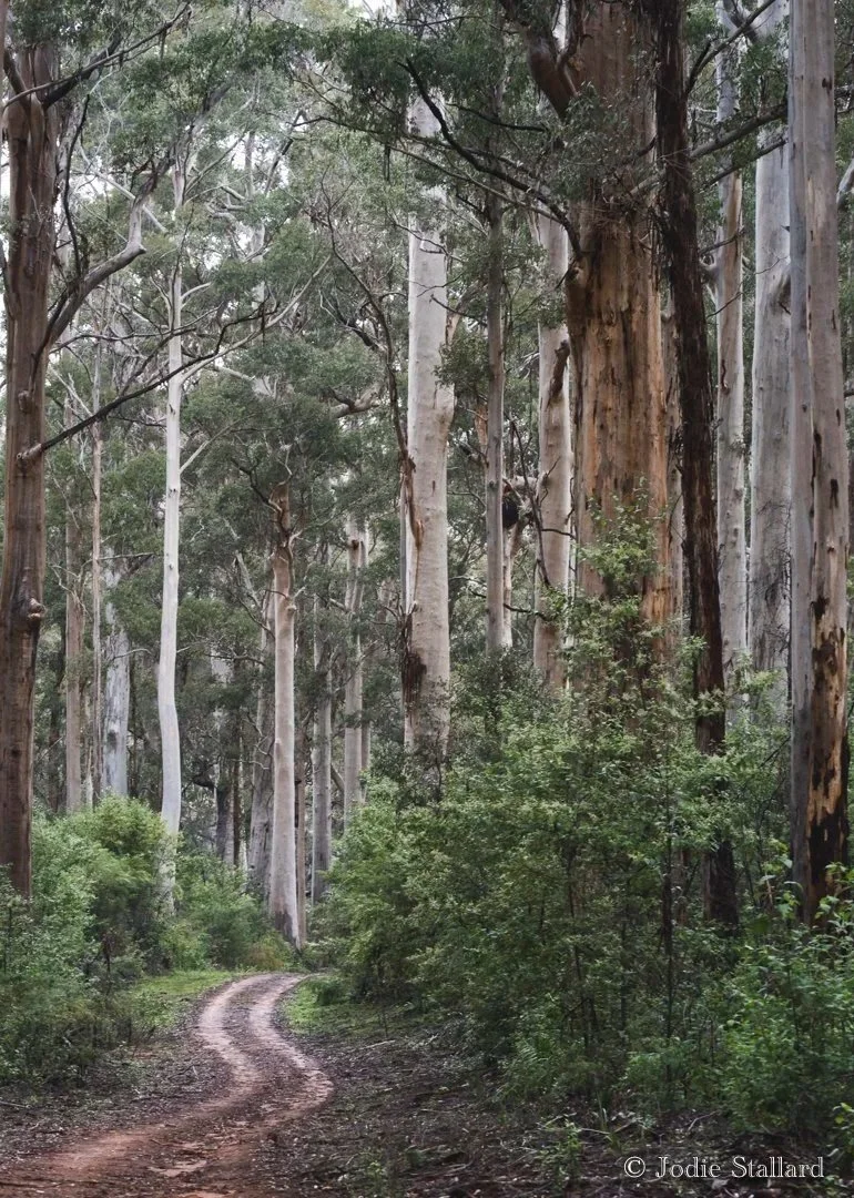 Old Growth Karri Forest - Jodie Stallard