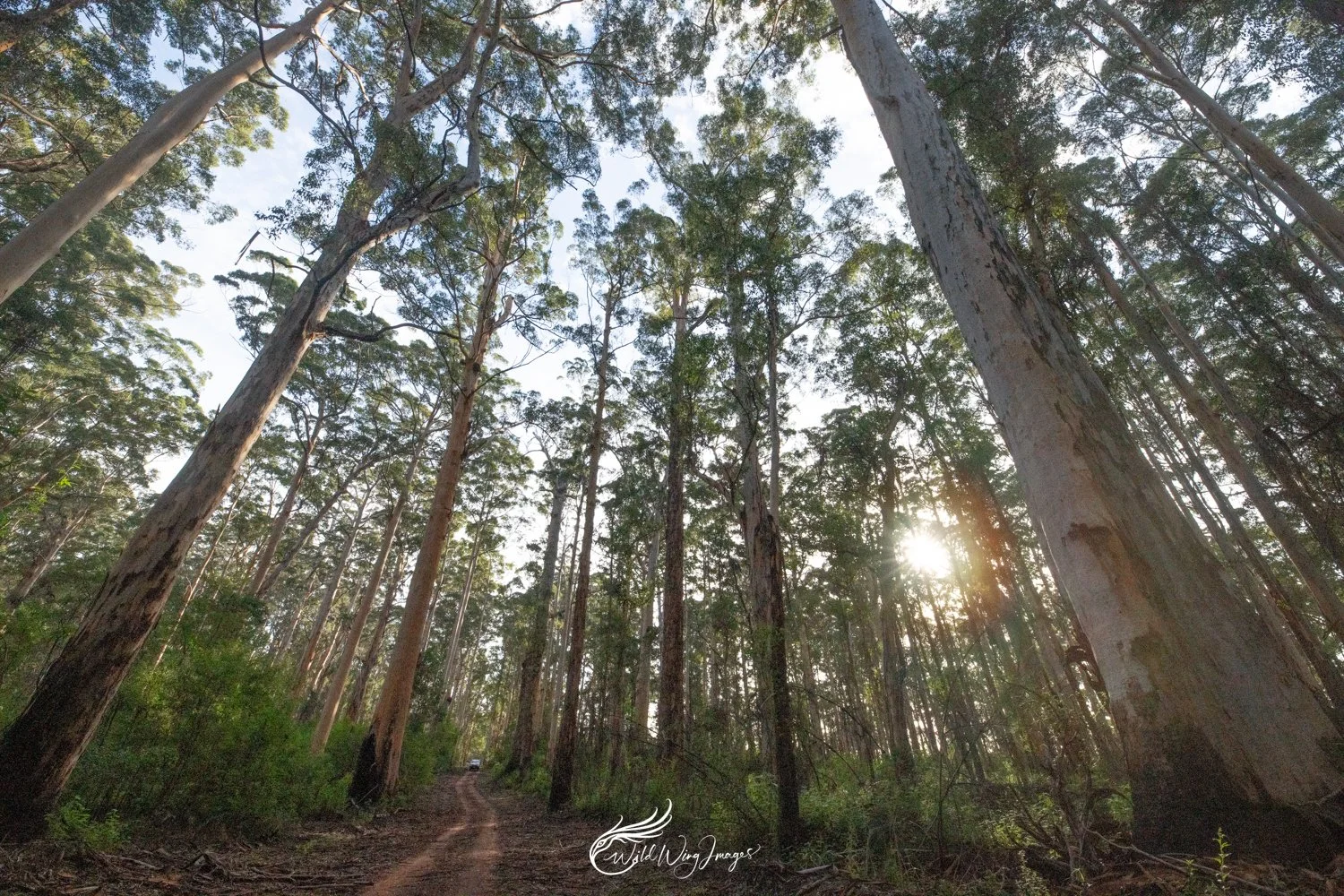 Karri Forest and Light - Mel Zappelli