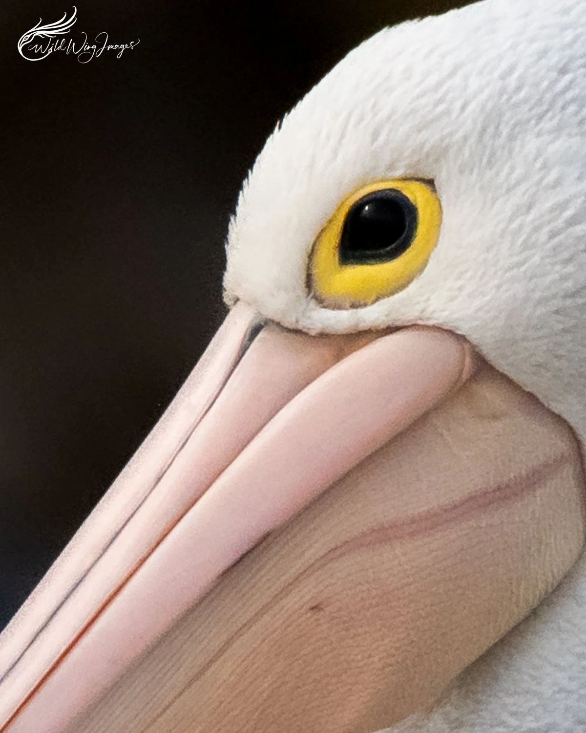 Close Crop - Mel Zappelli