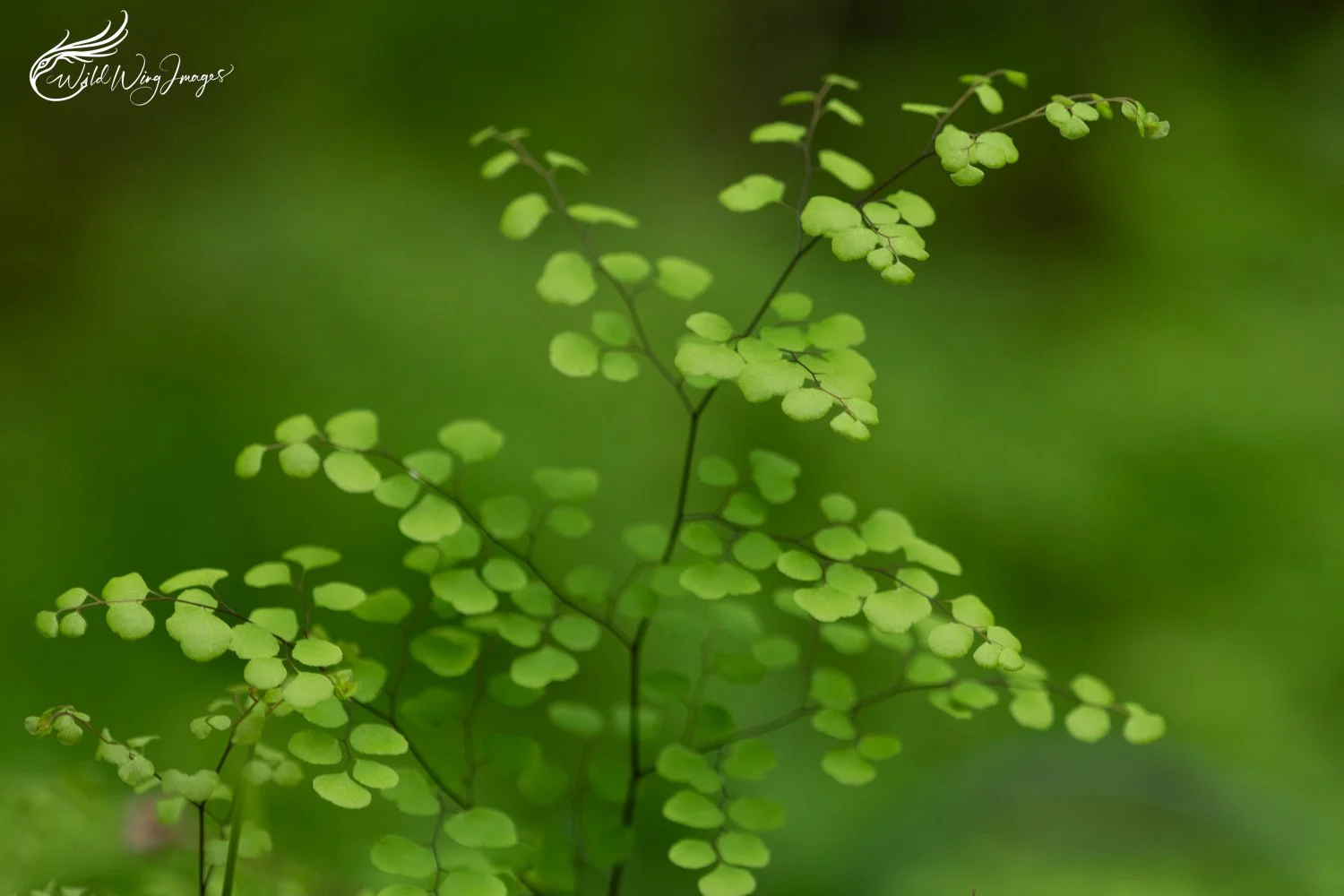Maiden Hair Fern - Heartbreak Trail - Mel Zappelli
