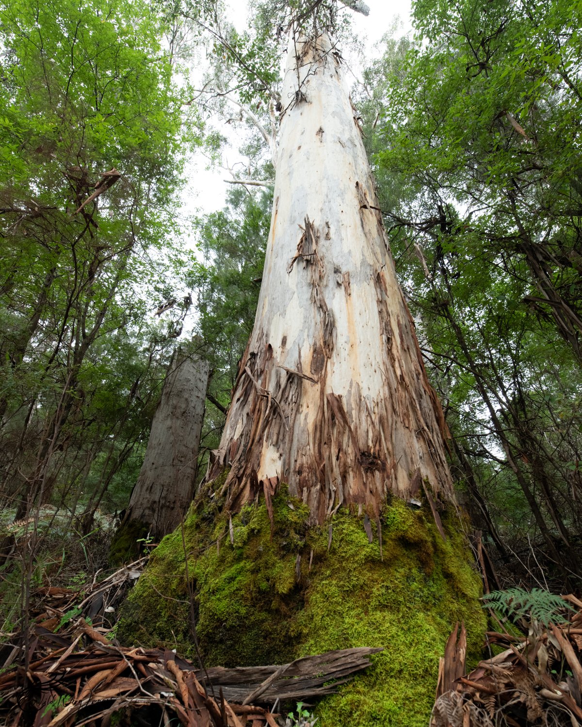 Ancient Karri Tree - Mel Zappelli