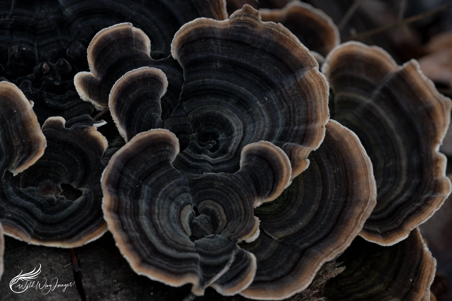 Fungi in the Forest - Mel Zappelli