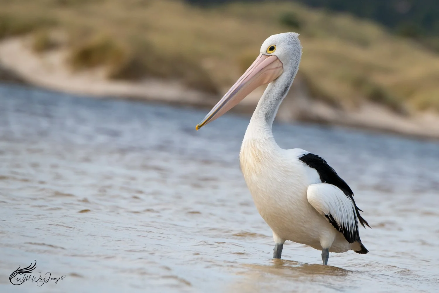 Pelican at the Mouth of the Warren - Mel Zappelli