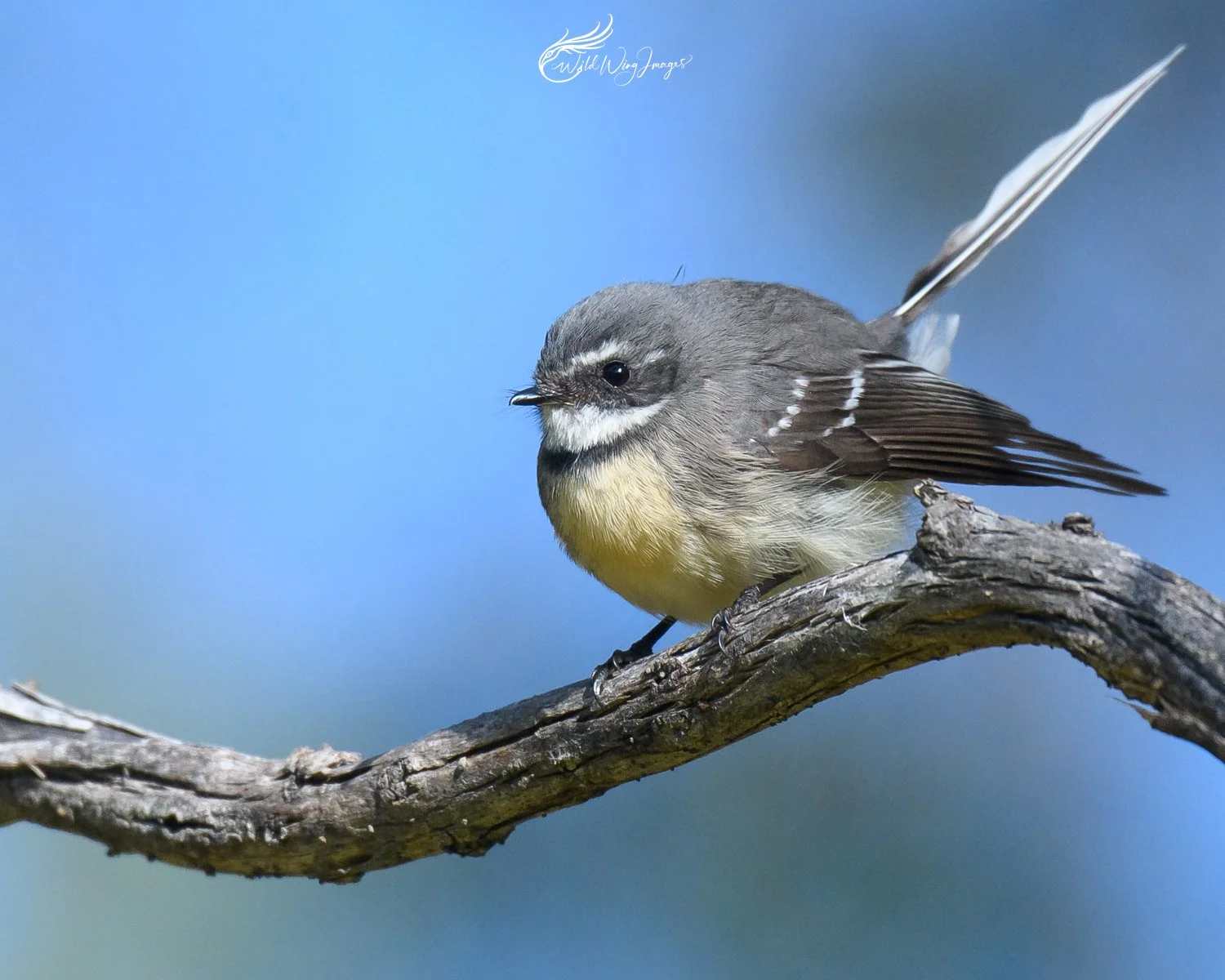 Grey Fantail - Mel Zappelli