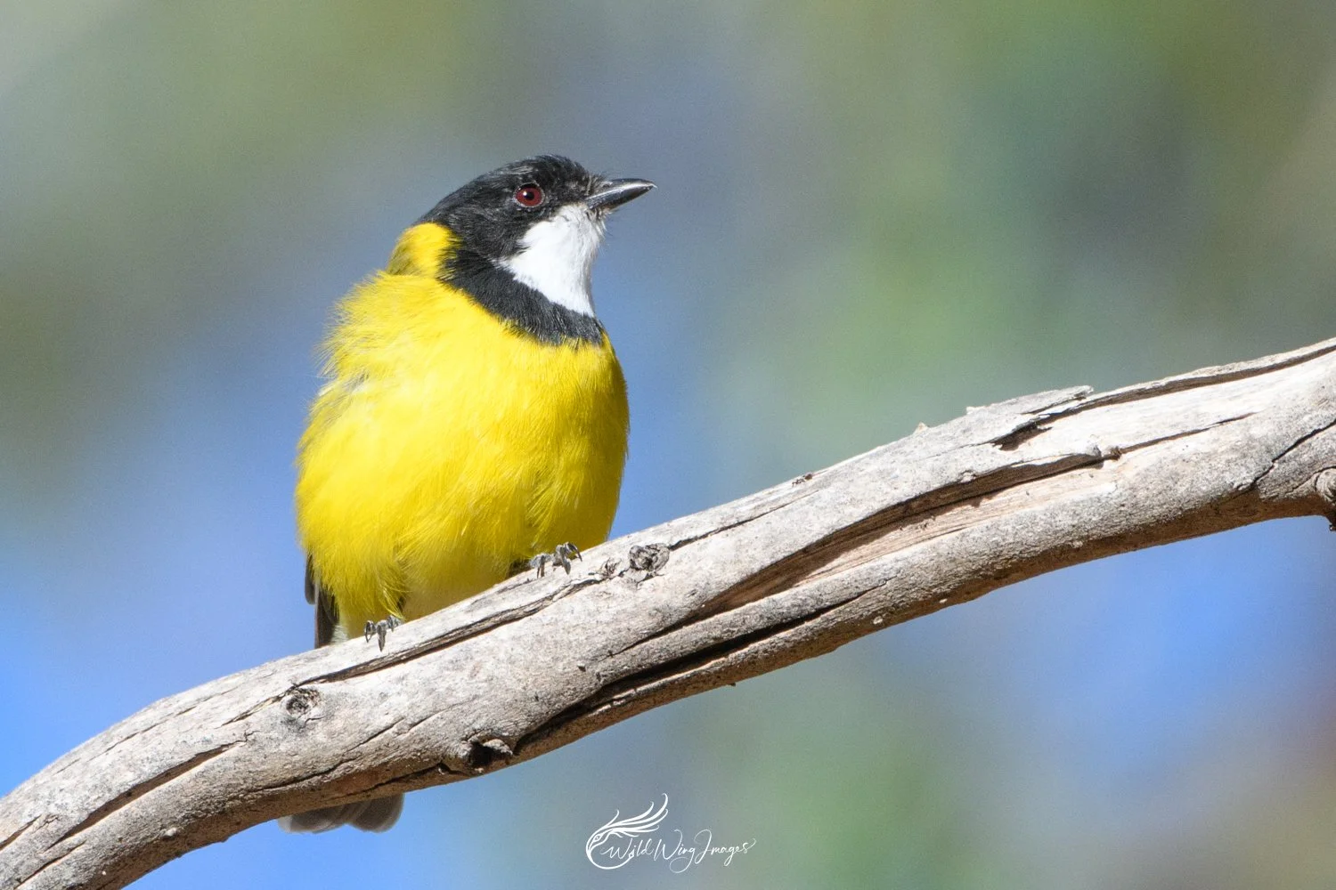 Golden Whistler - Mel's Farm - Mel Zappelli