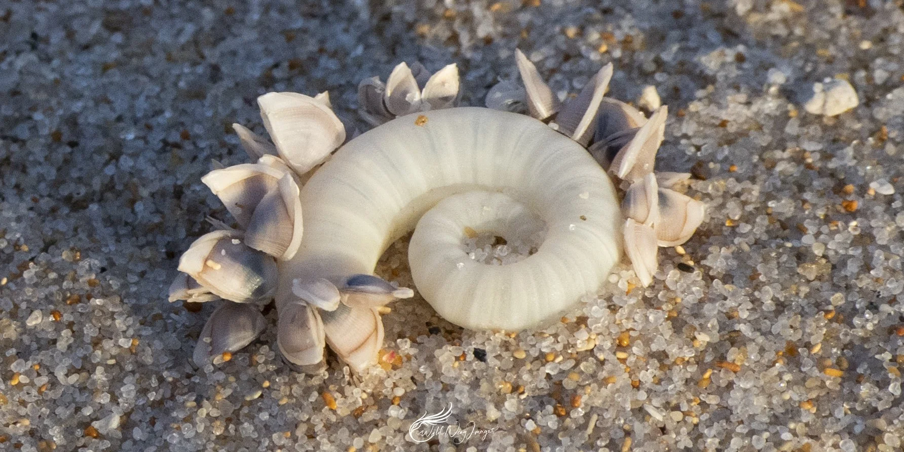 Rams Head Nautilus - Mel Zappelli