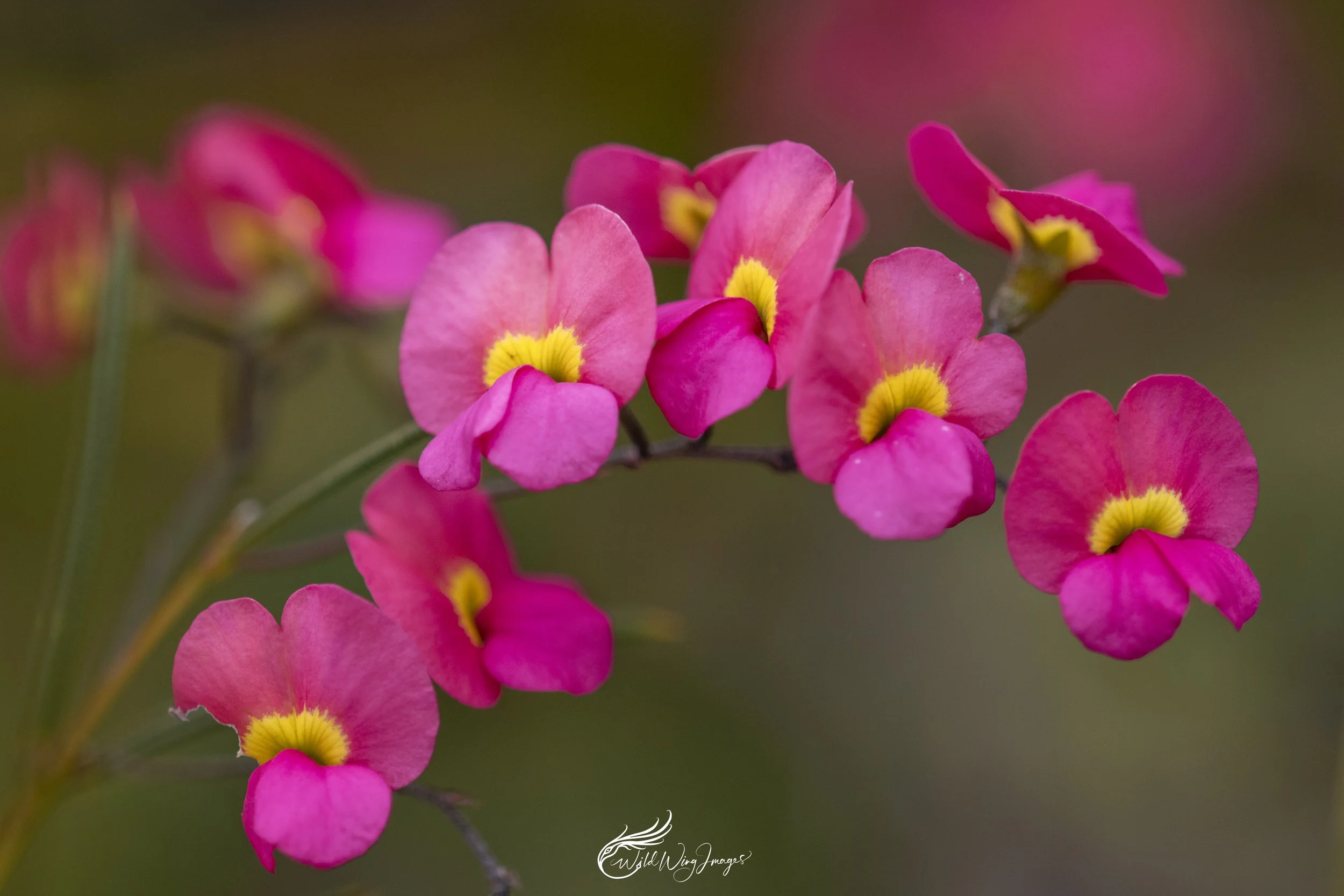 Pea Flowers - Mel's Farm - Mel Zappelli