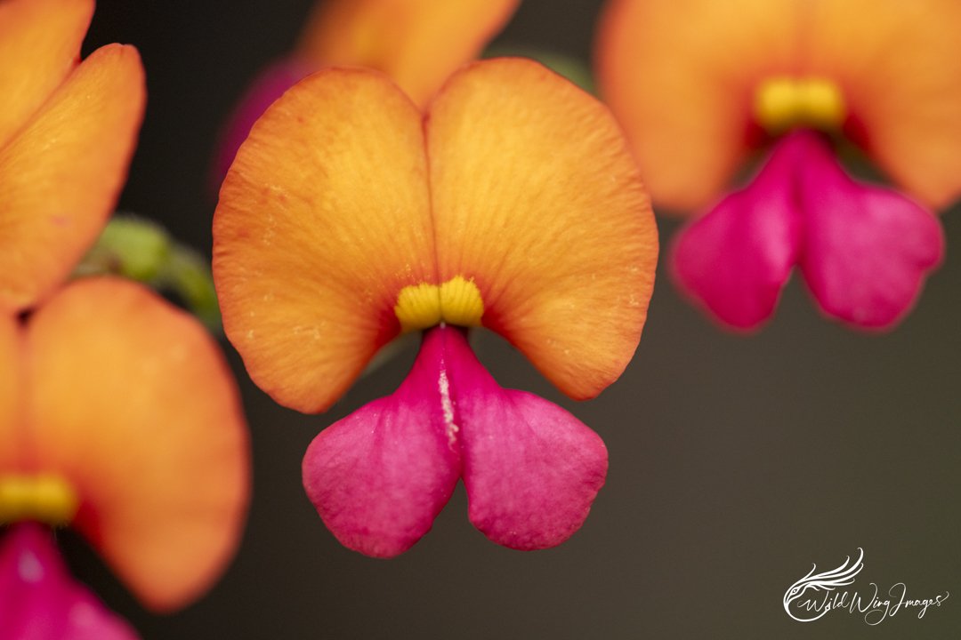 Pea Flowers - Mel Zappelli