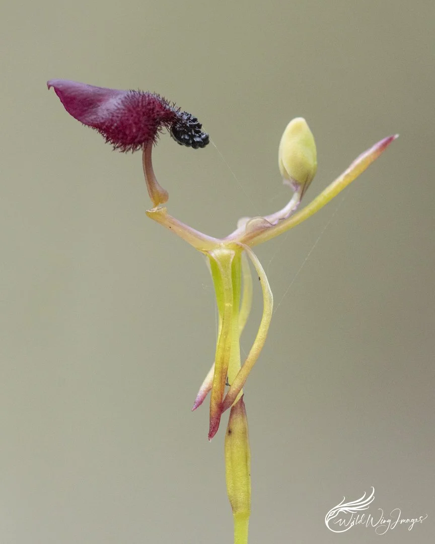 Hammer Orchid - Mel's Farm - Mel Zappelli