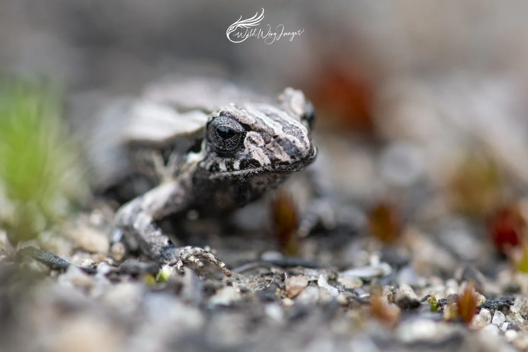 Tiny Swamp Frog - Marbled Patterns - Mel Zappelli