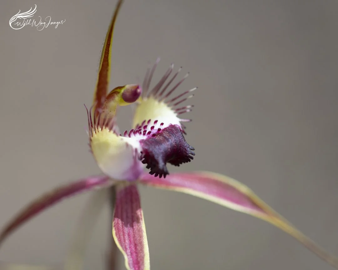 Karri Spider Orchid - Mel Zappelli