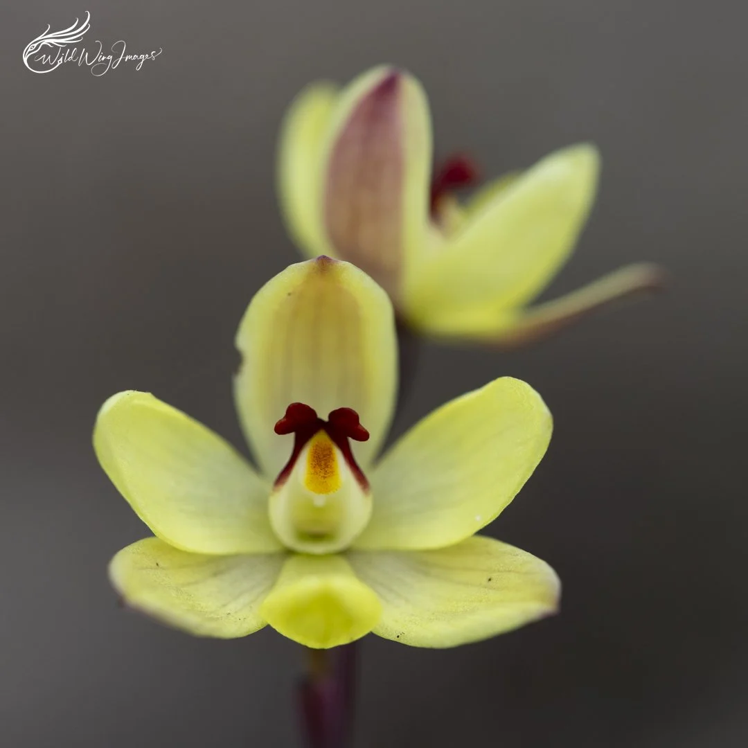 Lemon Scented Sun Orchid - Mel Zappelli