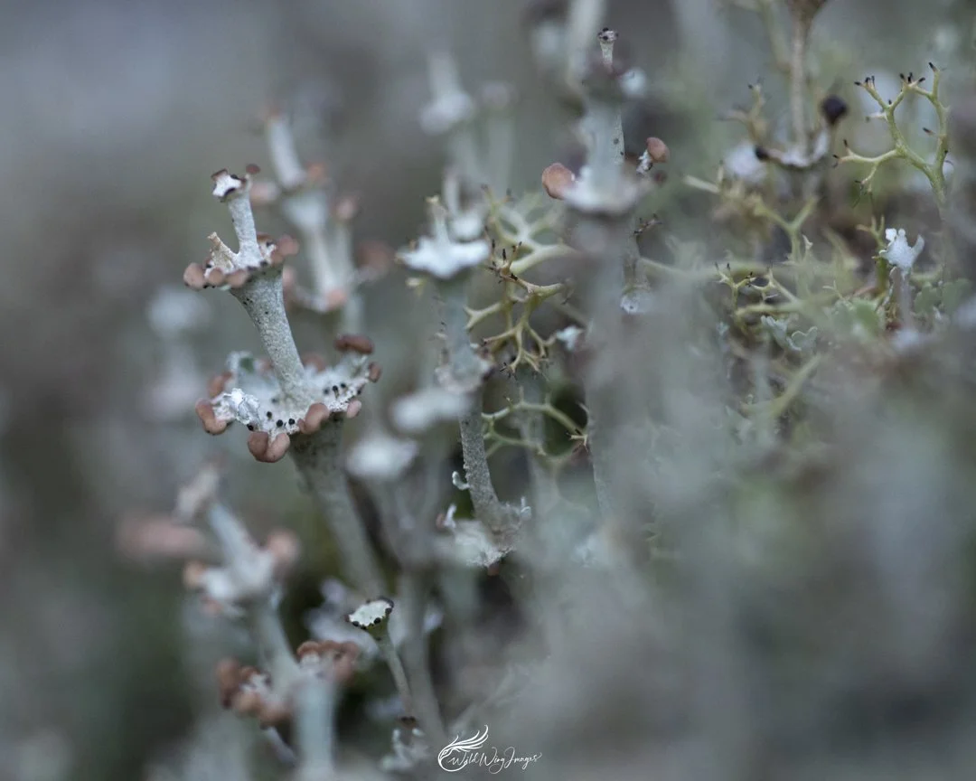 Forest Lichen - Mel Zappelli
