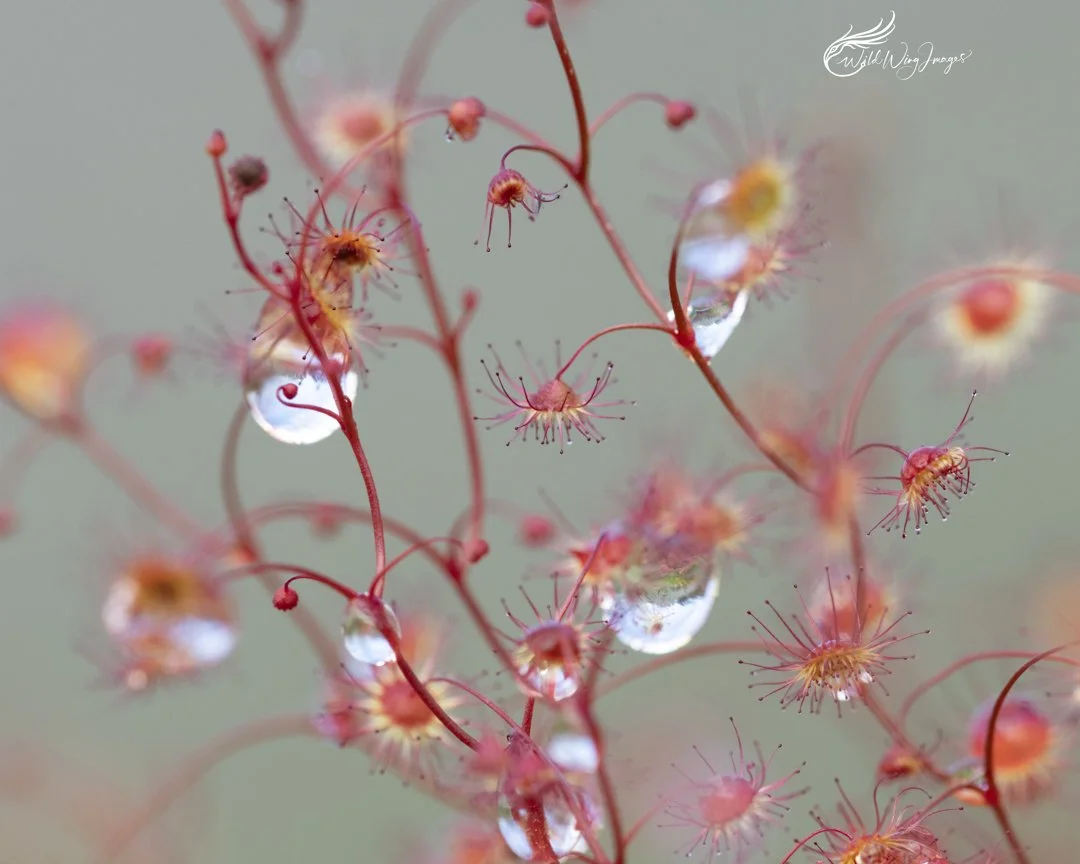 Drosera Plants & Dew Drops - Mel Zappelli