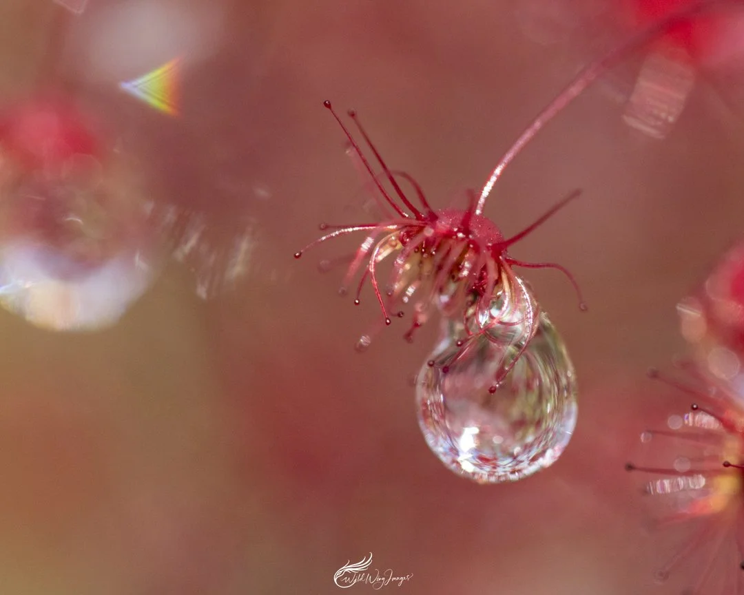 Drosera Dew Drop - Mel Zappelli