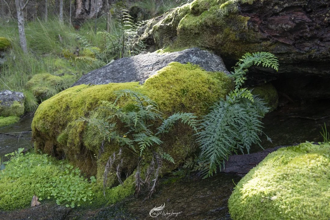 Rocks, Moss and Ferns - Mel Zappelli