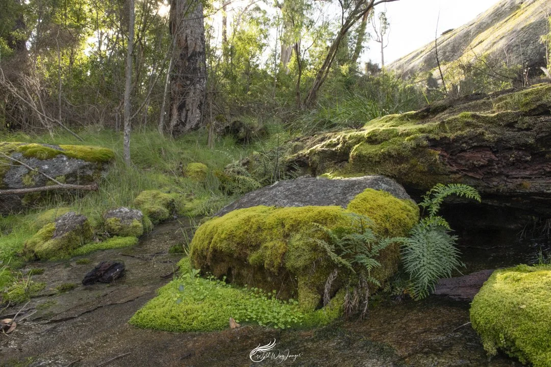 Ancient Landscape - Mel Zappelli