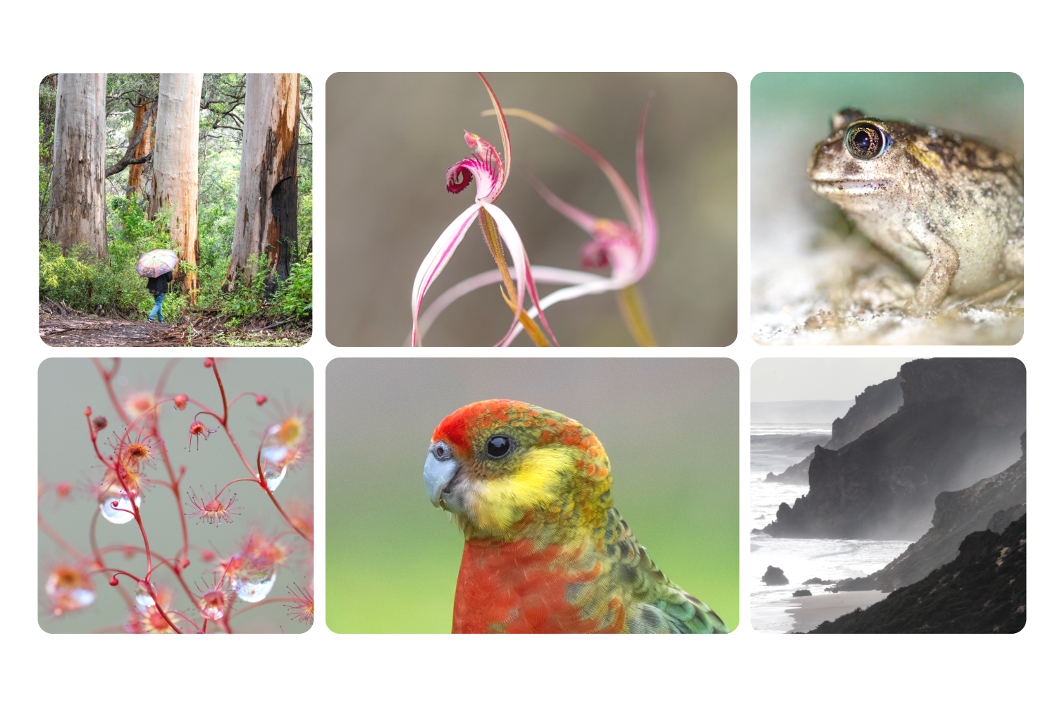 2026 Wild Wing Images Photography and Storytelling - Camp Meerup - Tentative