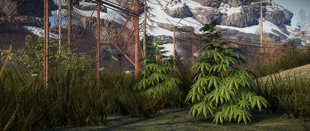 New hemp models