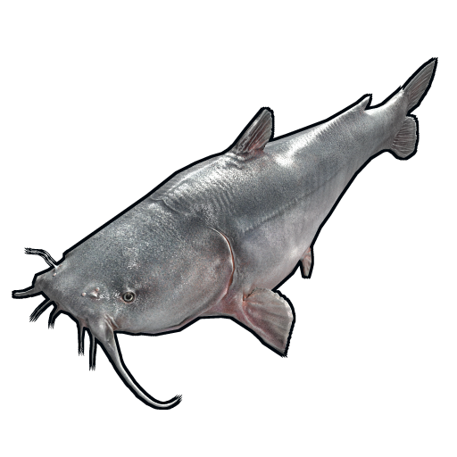 fish.catfish.png