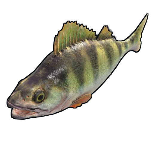 fish.yellowperch.png