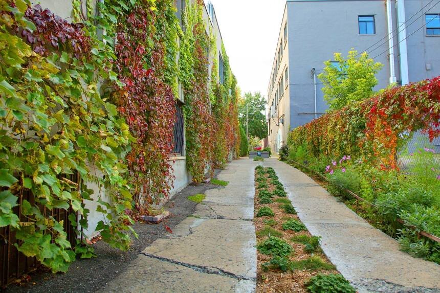  Vines supported on building walls are an easy way to green your laneway. Be careful to select species that will not damage your facade.  &nbsp;Location: Rosemont, Montreal  Image credit: Journal Metro 