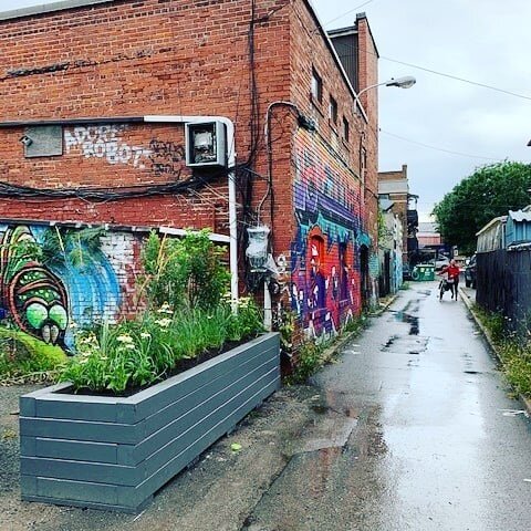  Raised planting beds protect vegetation in highly trafficked laneways and can be constructed with less disruption to the existing paving.  Location: Ossington Area, Toronto  Image credit: Katrina Afonso, the Laneway Project 