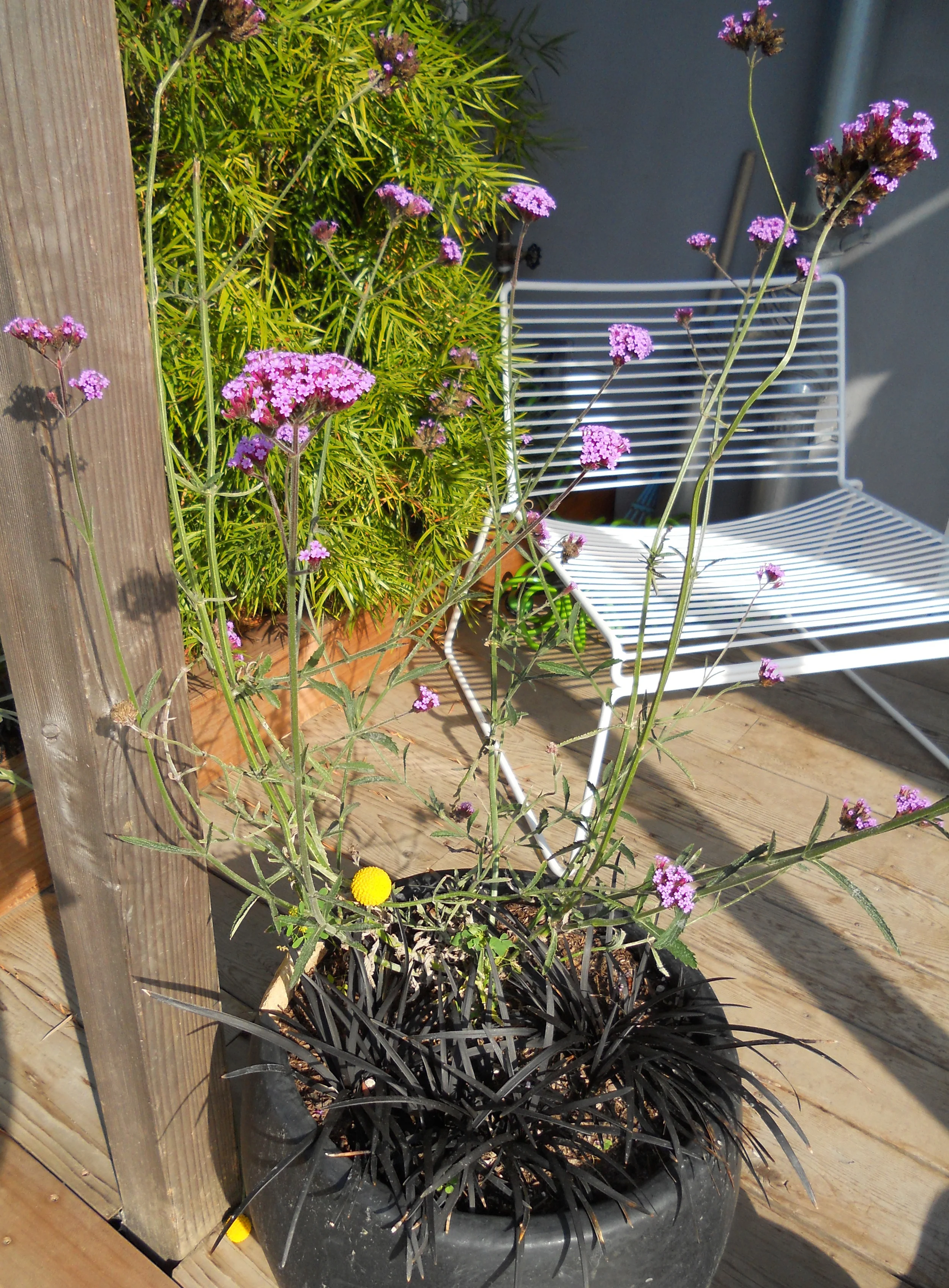 Foss planter with logo.jpg