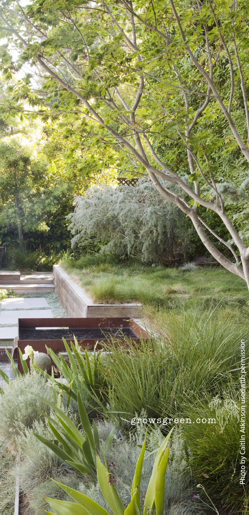 Garden in San Mateo