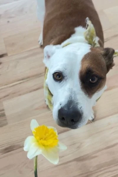 Brown and white dog looking at camera with flower in front of its nose