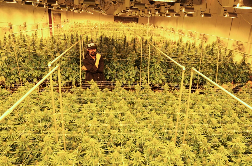 photo: Mark Sink Damian Marley in a cannabis grow space in Denver, Colorado run in partnership with TruCannabis on Sept. 22, 2016.