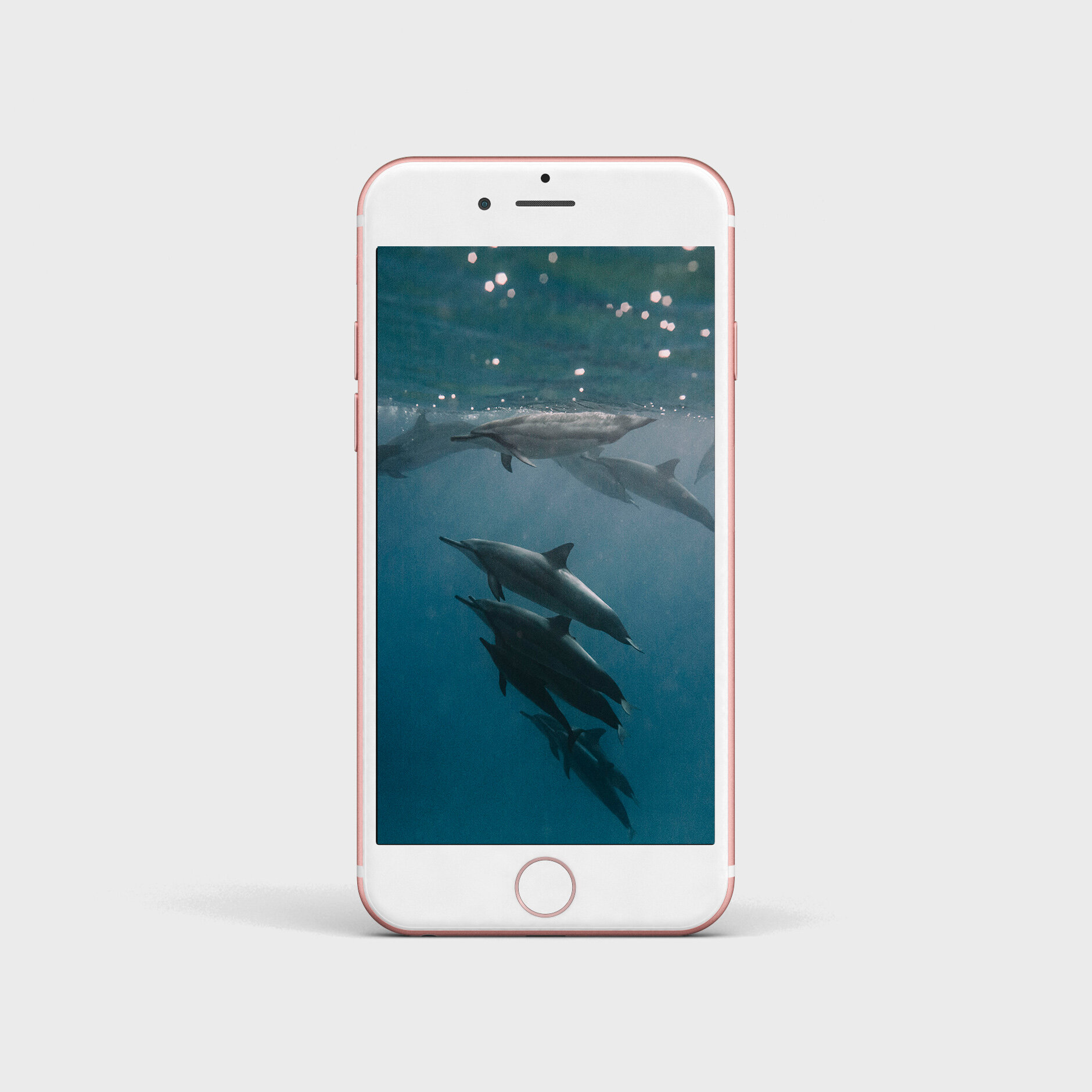 Iphone Android Background Wallpaper Dolphins Of Hawaii New Wave Photography