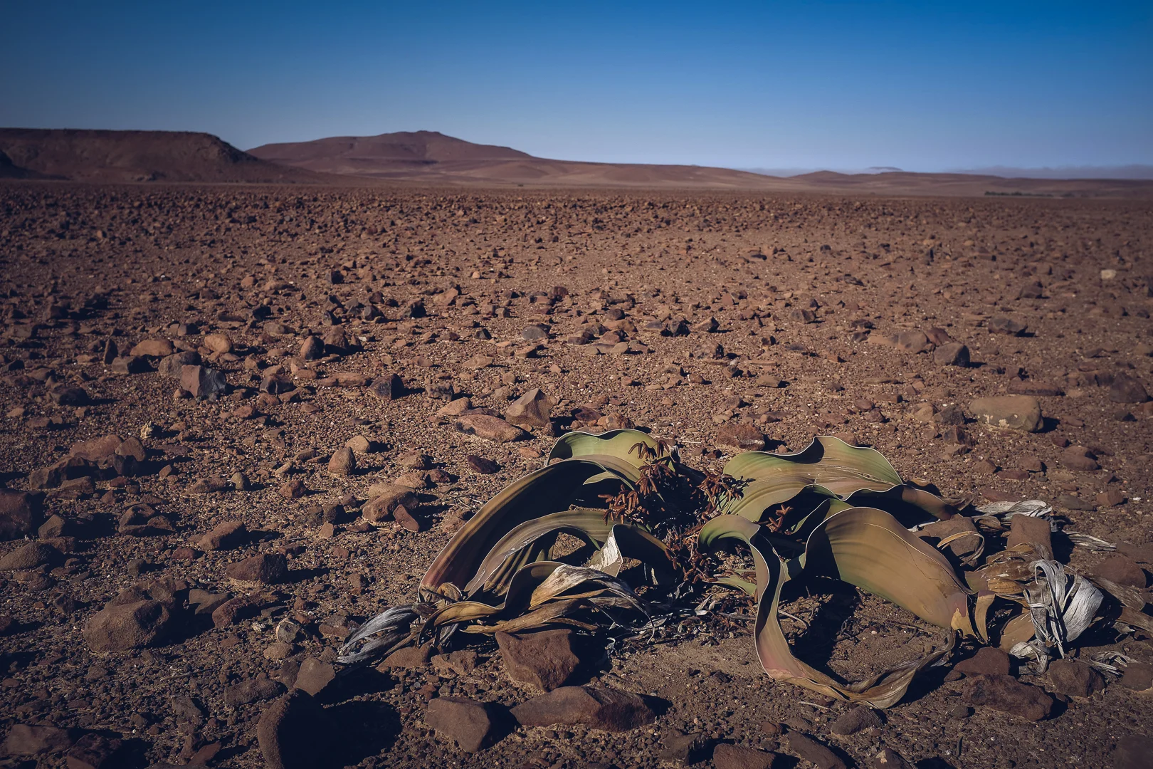 The welwitschia grows extremely slowly and looks dead but isn't. This one maybe be well over a thousand years old.