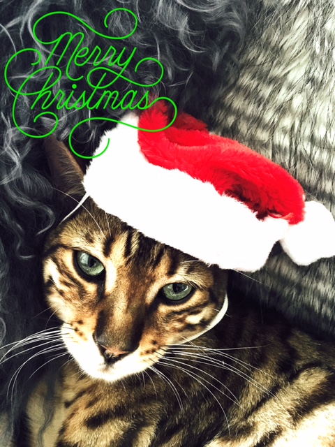 Wishing you a healthy, happy and festive Christmas season! Much love from KT and the little boy who keeps me sane - my beautiful cat Watson xXx