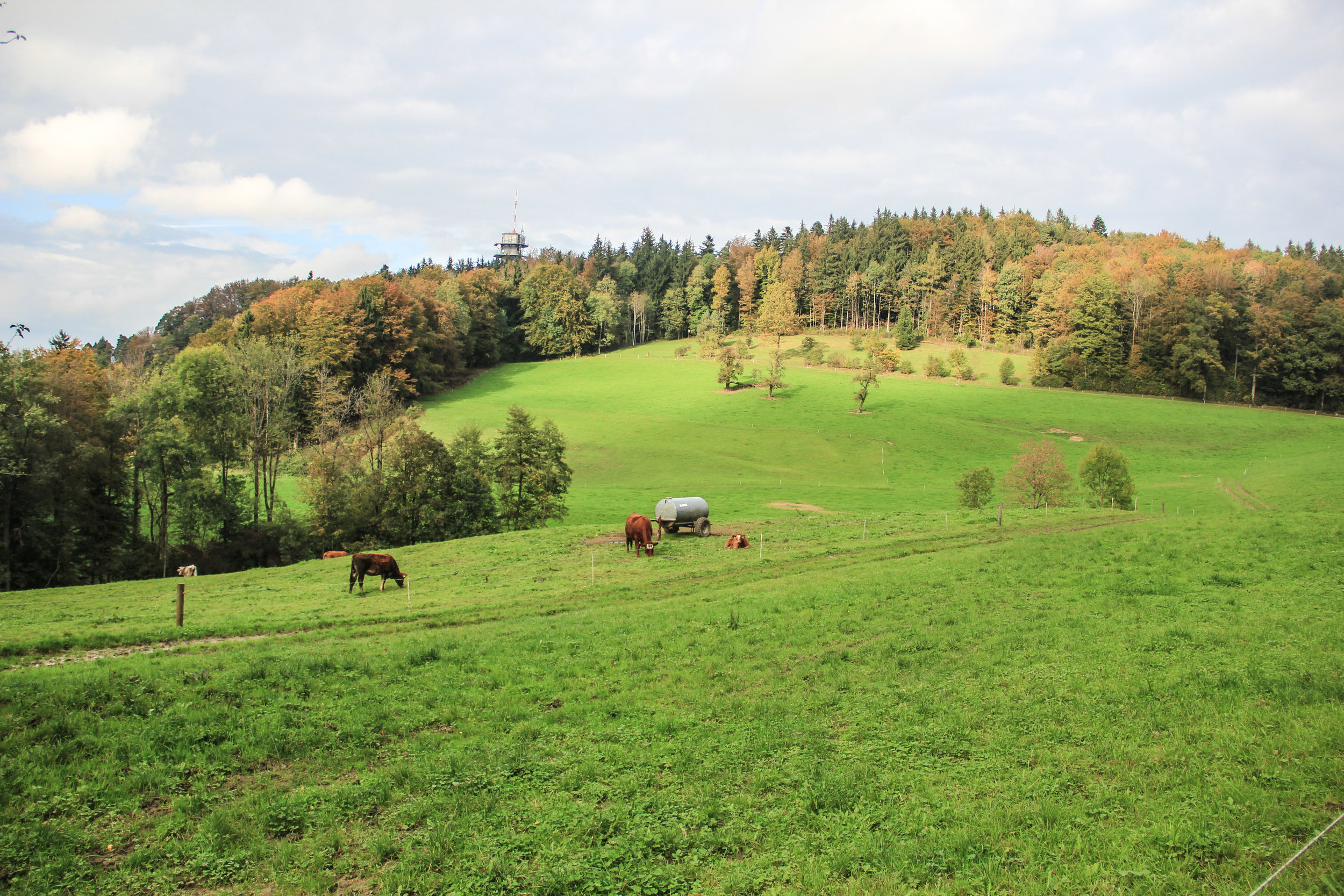 Zurich (8 of 19).jpg