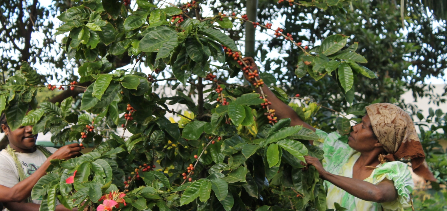2014 coffee harvest / Tanna Island / Vanuatu