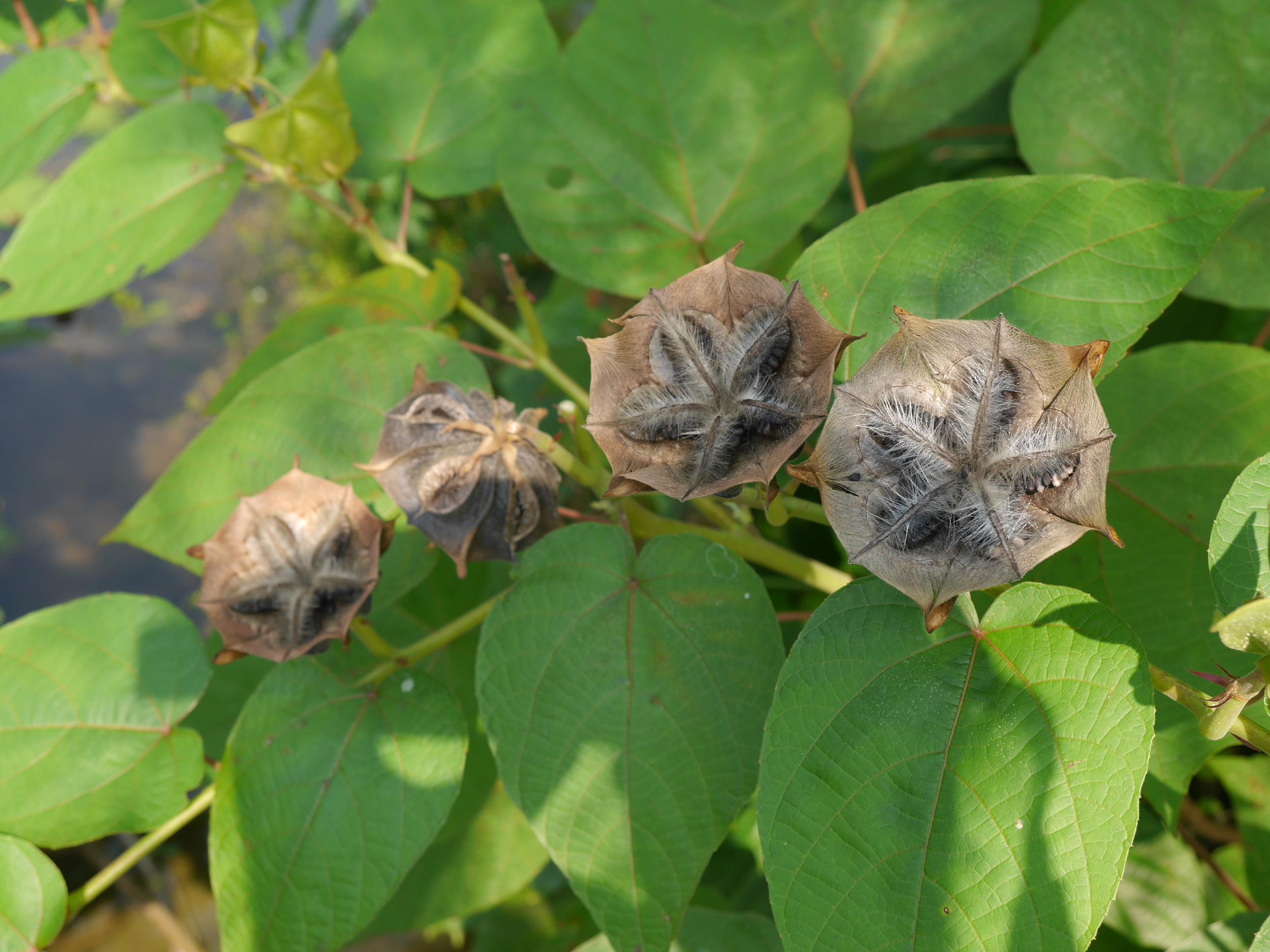  No idea what these are (that will be a common refrain, but they look really neat). 