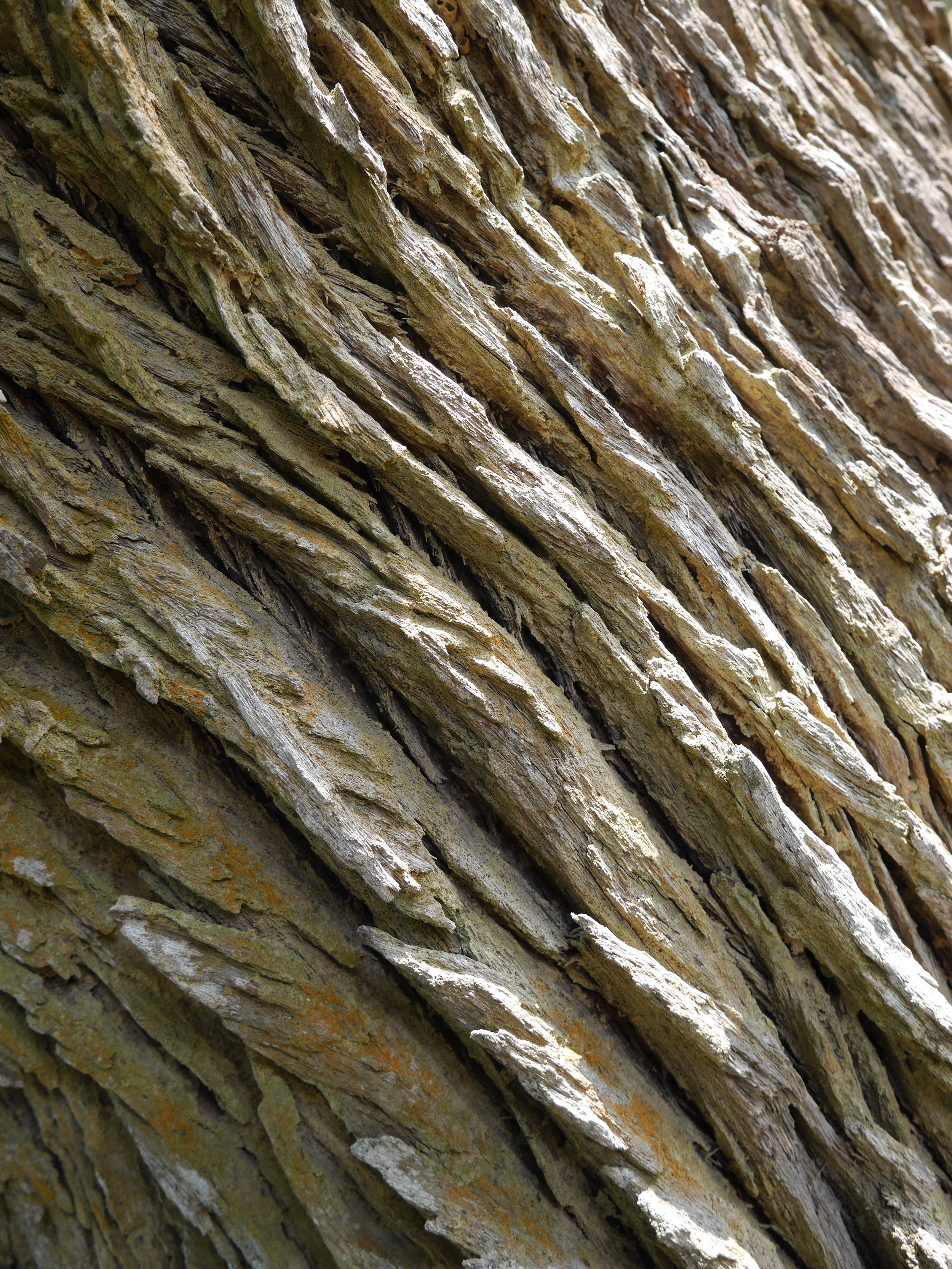  Couldn't resist a shot of the bark texture on this tree. 