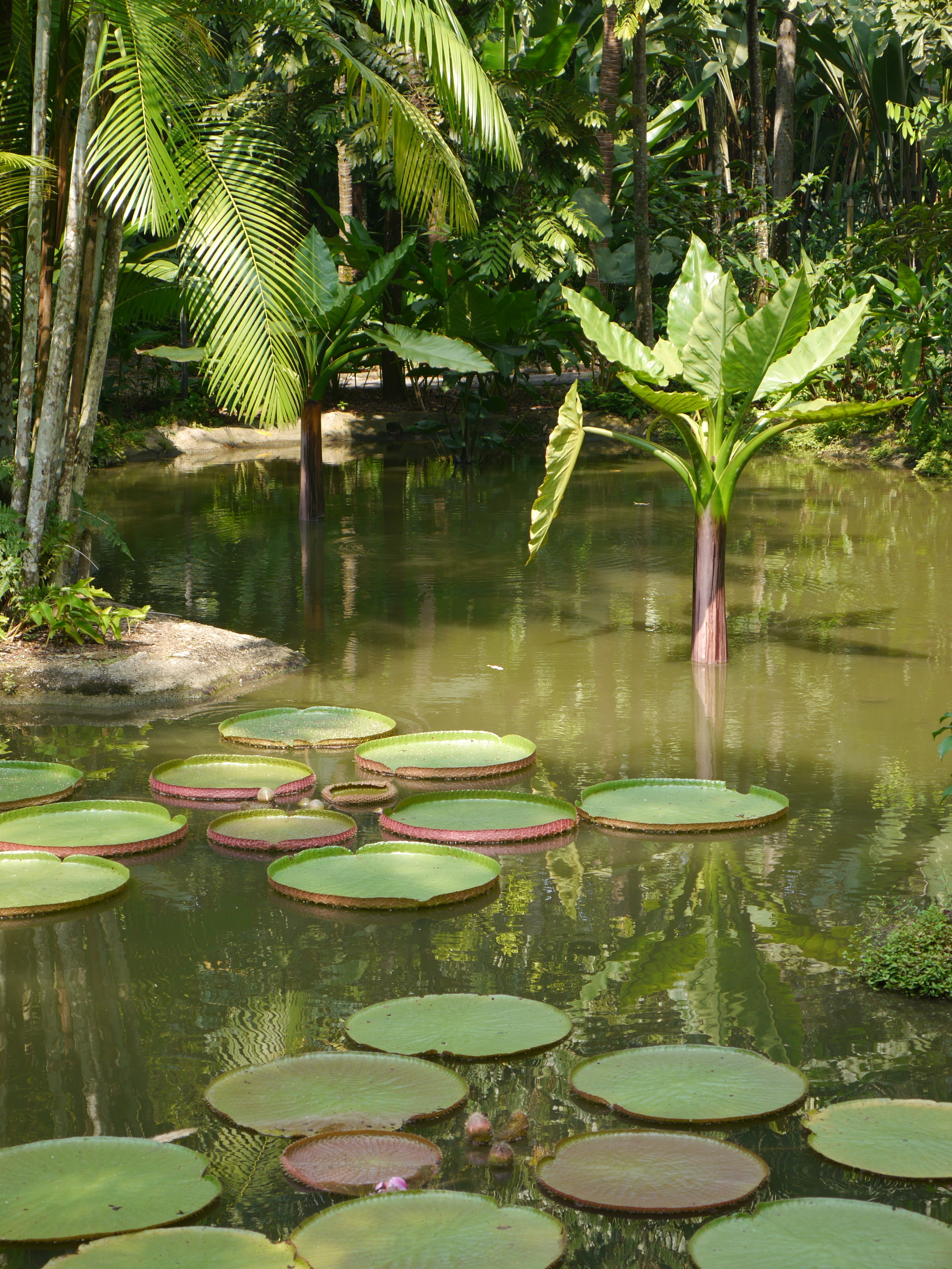  Huge lily pads and a submerged palm. 