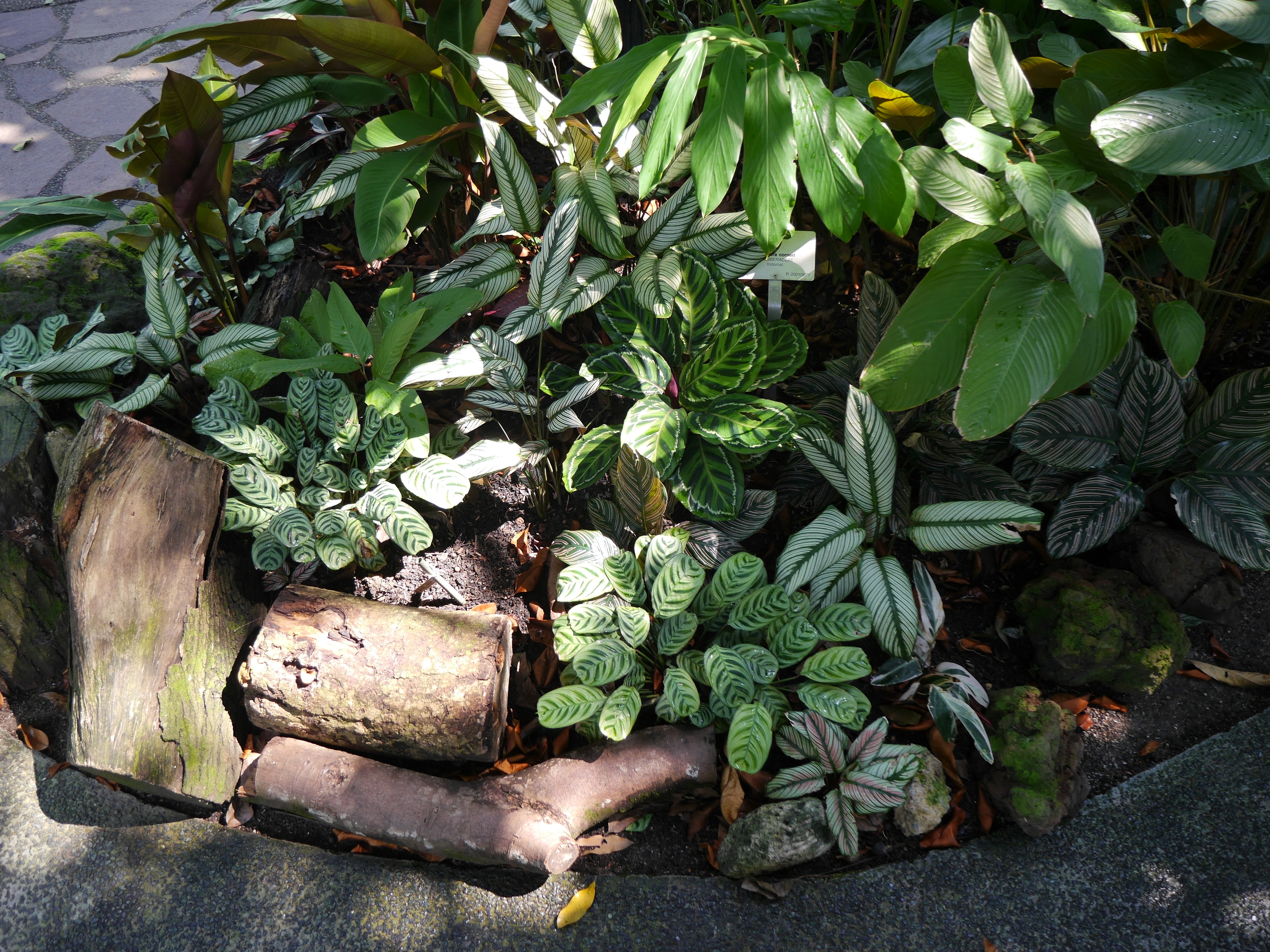  Cool array of differently patterned leaves. 