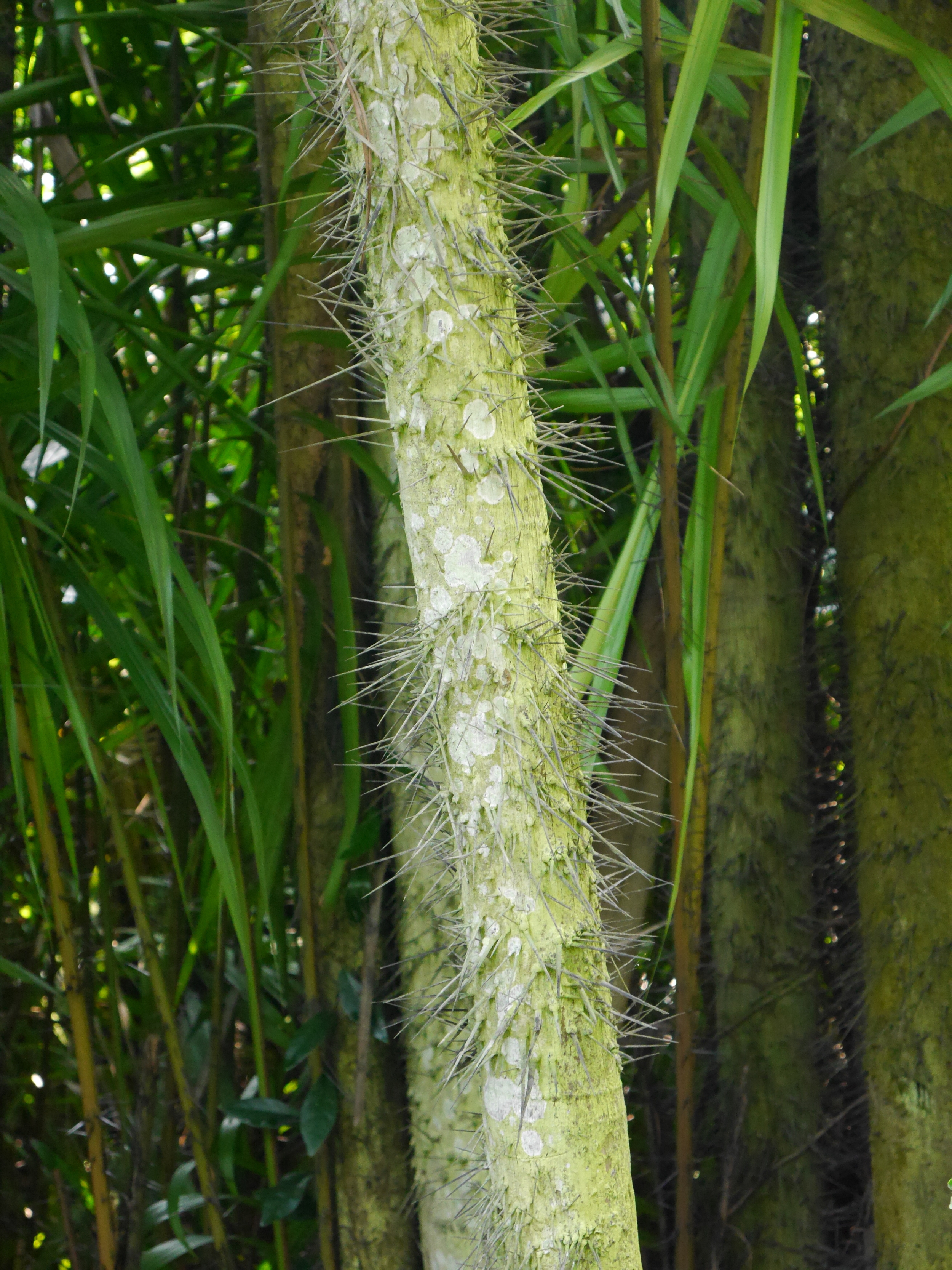  A spiky tree! 