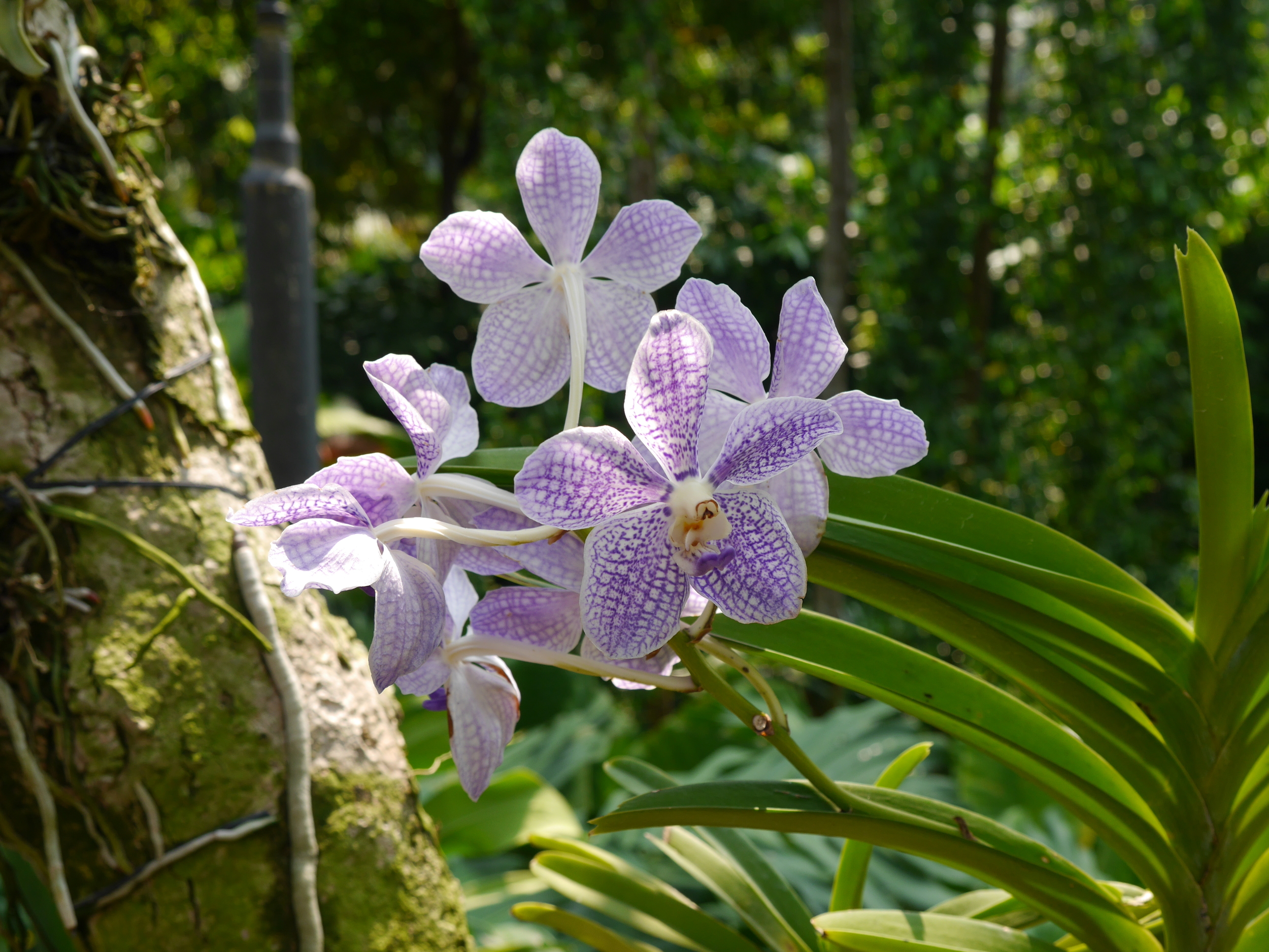  The first of many orchid pictures to come. 