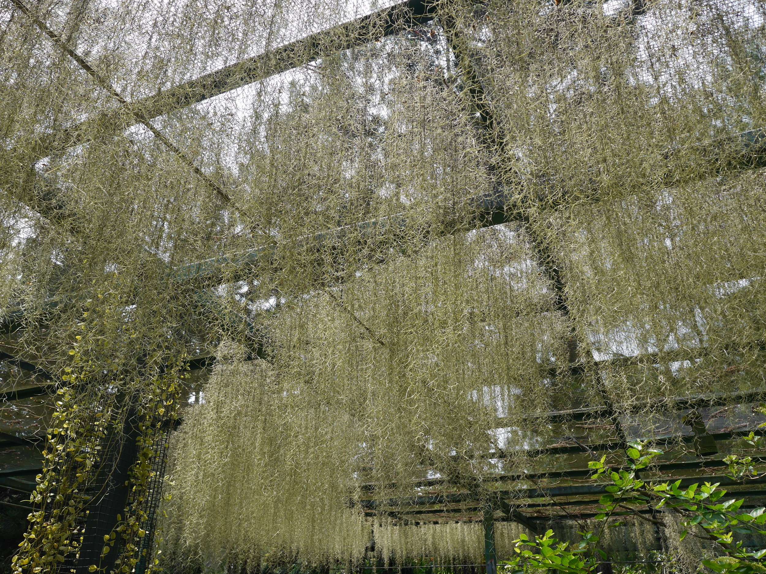  Not Spanish Moss, but really cool stuff hanging from above. 