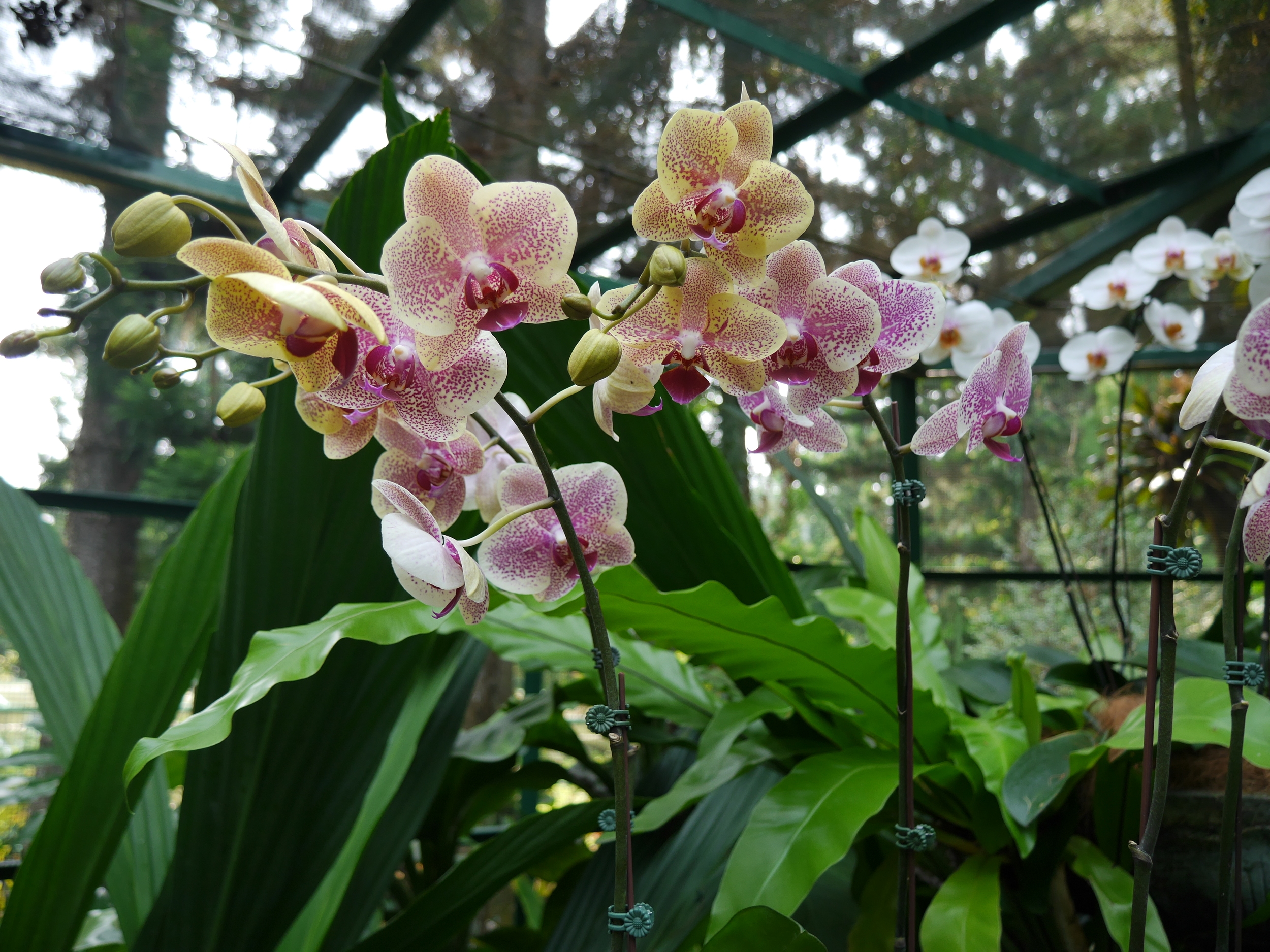  Orchid overdose!   