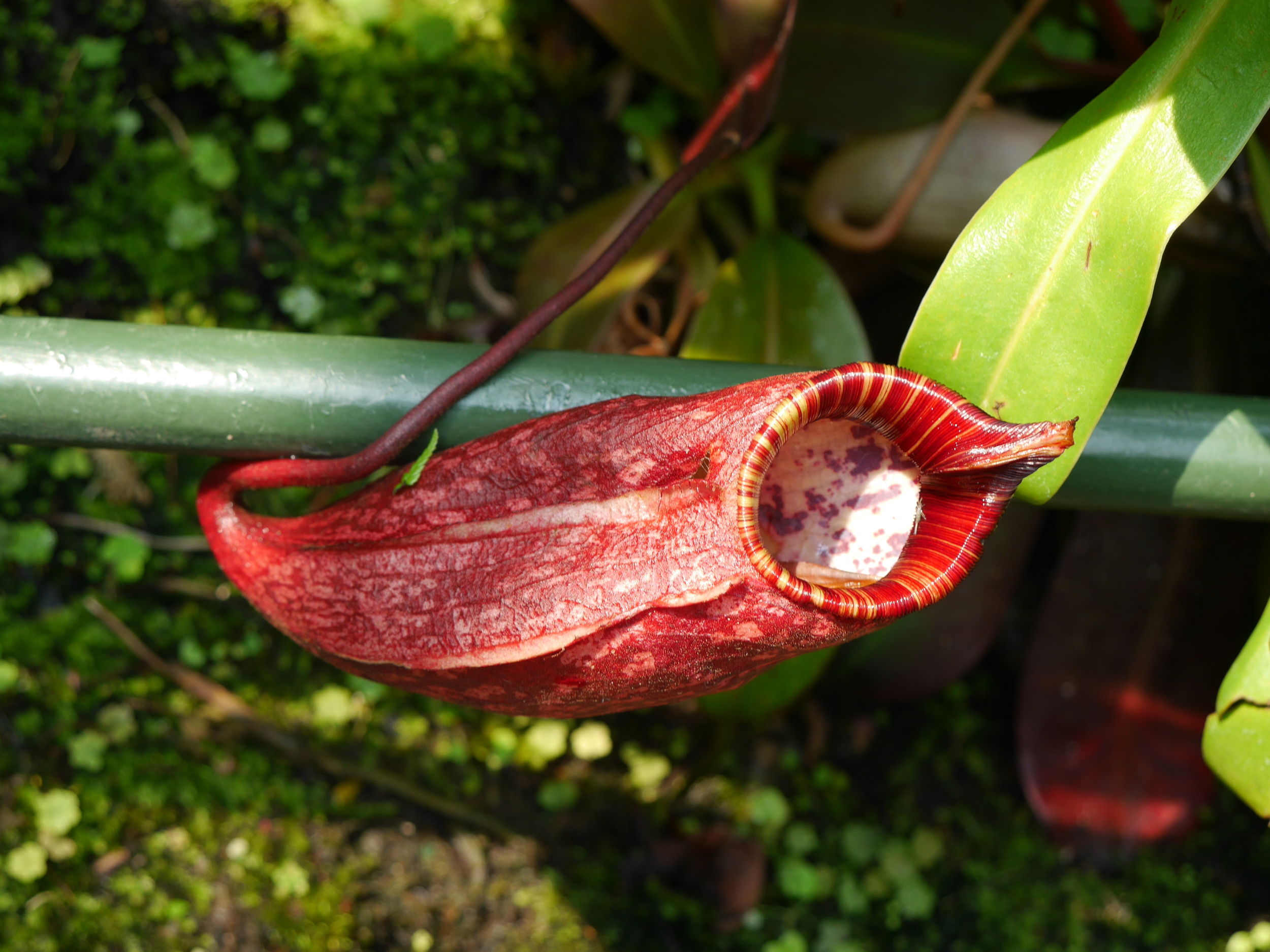  A pitcher plant! 