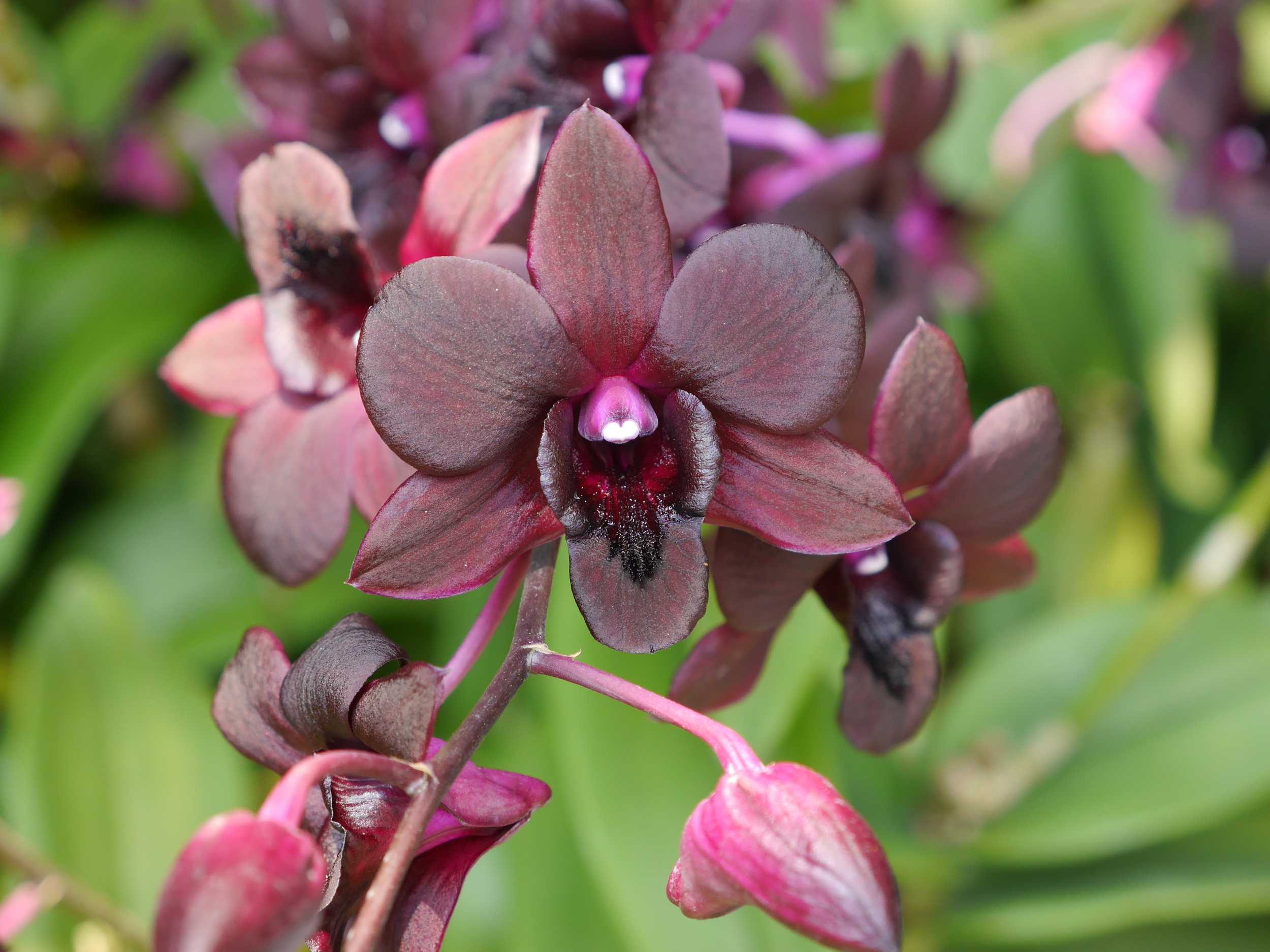  These orchids looked almost wet, or made of wax. 