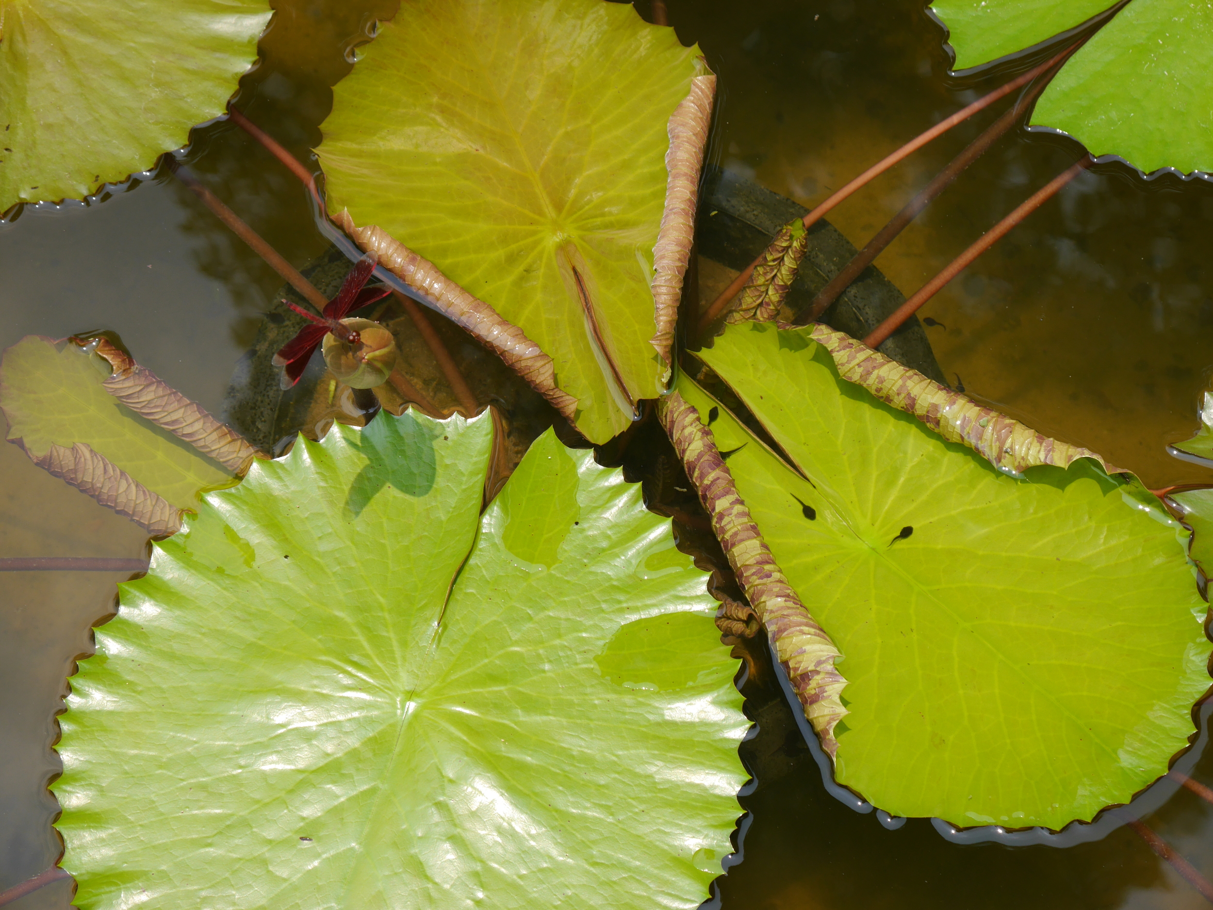  More lily pads. Really neat bright red dragonfly in the top left, and a couple tadpoles bottom right. 