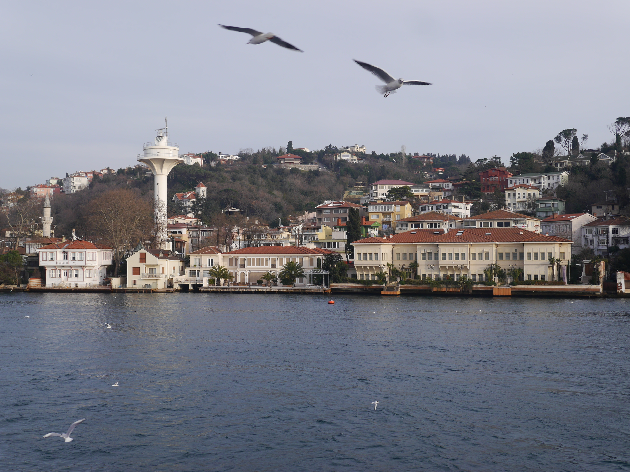  The seaside village of Kanlica, along with swooping seagulls. The seagulls followed our ferry for the entire duration of the tour, hoping for (and often receiving) snacks. 